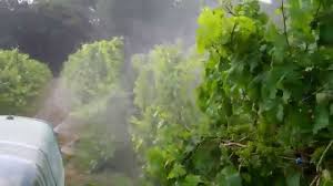 بیماری سفیدک سطحی مو و نحوه درمان